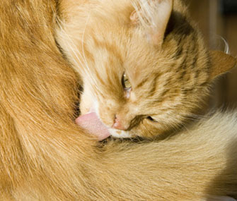 猫尿路感染能吃阿莫西林吗